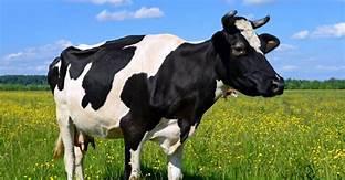 cow