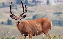 Deer2